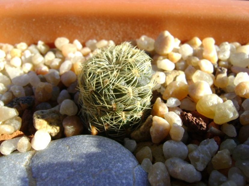 Sulcorebutia roberto-vasquezii, LH 1424 - Cactusi 2018 continuare