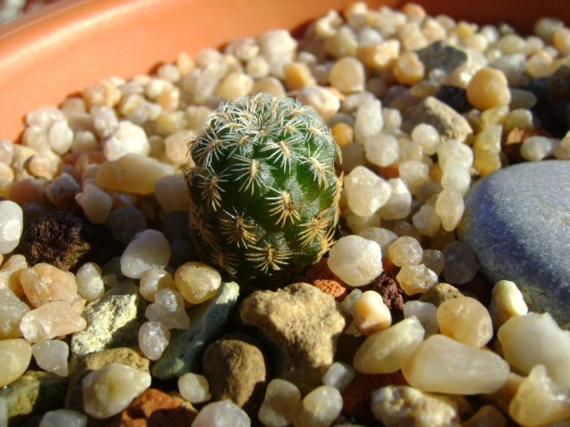 Sulcorebutia langeri, KHM 0030 North of Vallegrande, Santa Cruz - Cactusi 2018 continuare