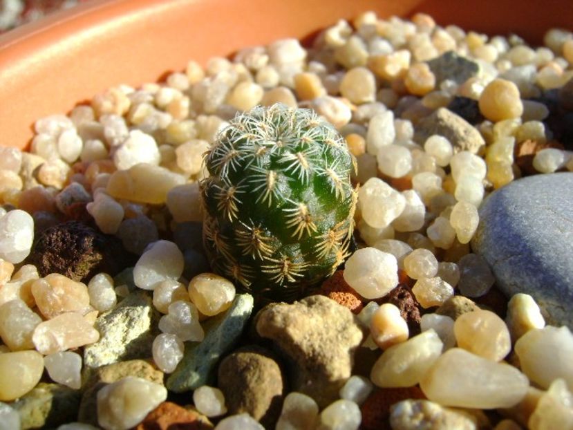 Sulcorebutia langeri, KHM 0030 North of Vallegrande, Santa Cruz - Cactusi 2018 continuare