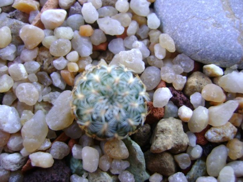 Sulcorebutia langeri, KHM 0030 North of Vallegrande, Santa Cruz - Cactusi 2018 continuare