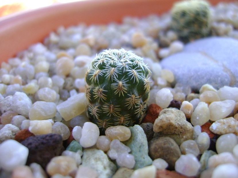 Sulcorebutia langeri, KHM 0030 North of Vallegrande, Santa Cruz - Cactusi 2018 continuare
