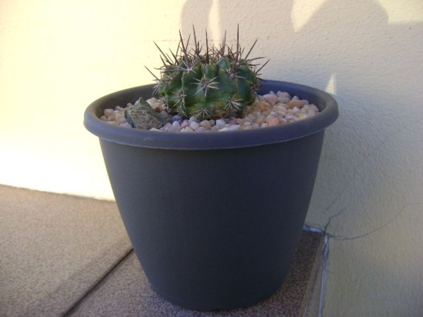 Eriosyce intermedia - Cactusi 2018 continuare