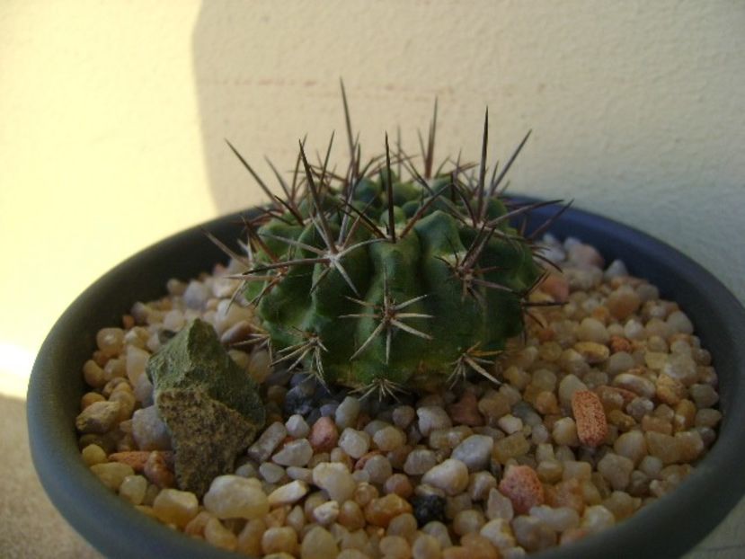 Eriosyce intermedia - Cactusi 2018 continuare