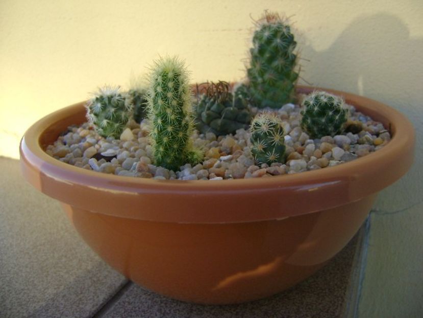 Grup de 7 cactusi - Cactusi 2018 continuare
