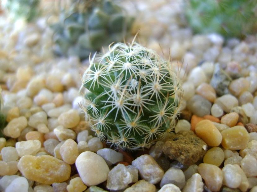 Mammillaria (Porfiria) coahuilensis - Cactusi 2018 continuare