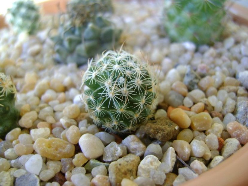 Mammillaria (Porfiria) coahuilensis - Cactusi 2018 continuare