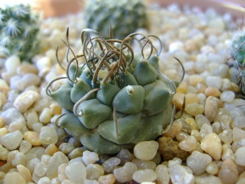 Turbinicarpus panarottoy - Cactusi 2018 continuare