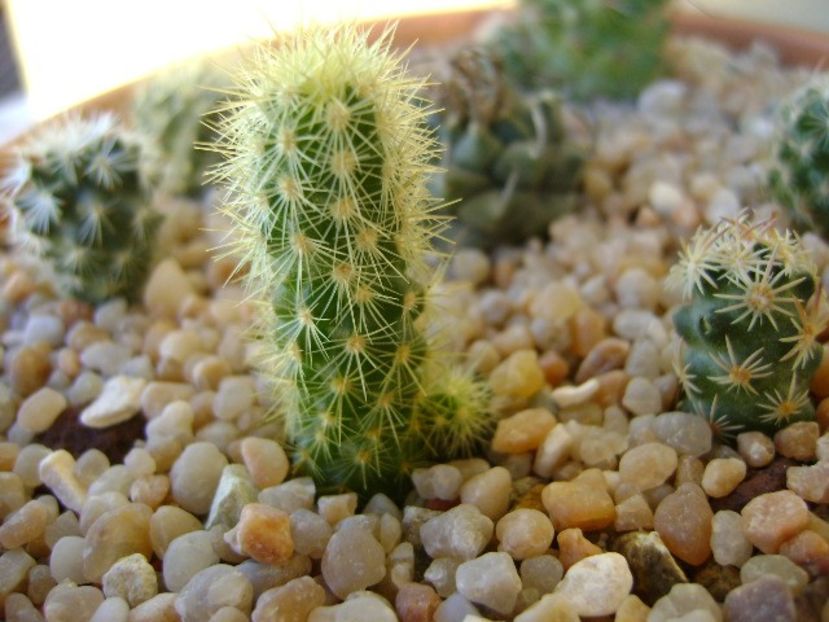 Acharagma roseana v. galeanensis, Galeana, Nuevo León, Mx - Cactusi 2018 continuare