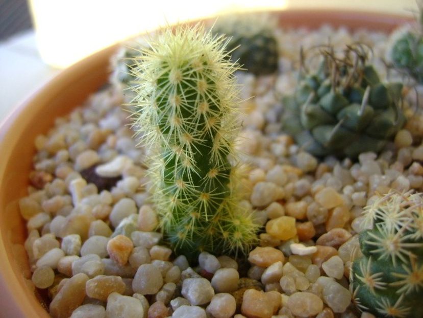 Acharagma roseana v. galeanensis, Galeana, Nuevo León, Mx - Cactusi 2018 continuare