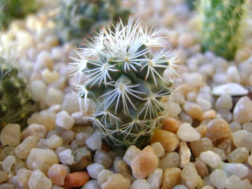 Turbinicarpus (Gymnocactus) knuthianus, SB 847 San Luis Potosi (Villar), Mx - Cactusi 2018 continuare