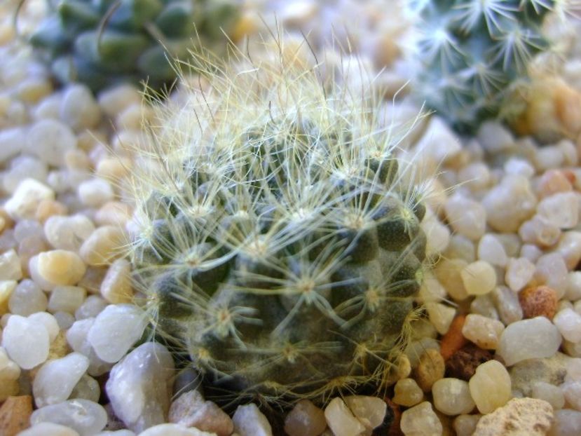 Neoporteria nidus f. senilis (Eriosyce senilis) - Cactusi 2018 continuare