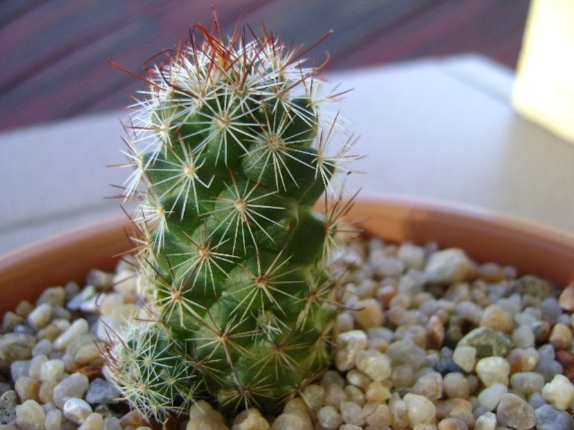 Mammillaria fraileana - Cactusi 2018 continuare