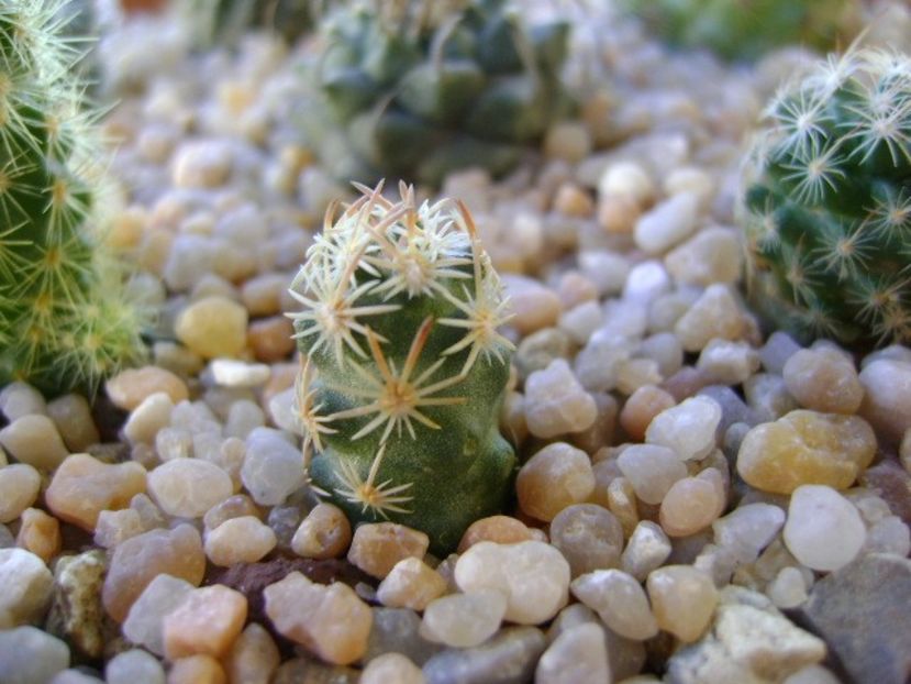Escobaria nellieae (minima) - Cactusi 2018 continuare
