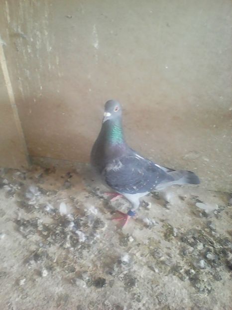 F 2017 ,333387 - Porumbei cu norme maratom 2018