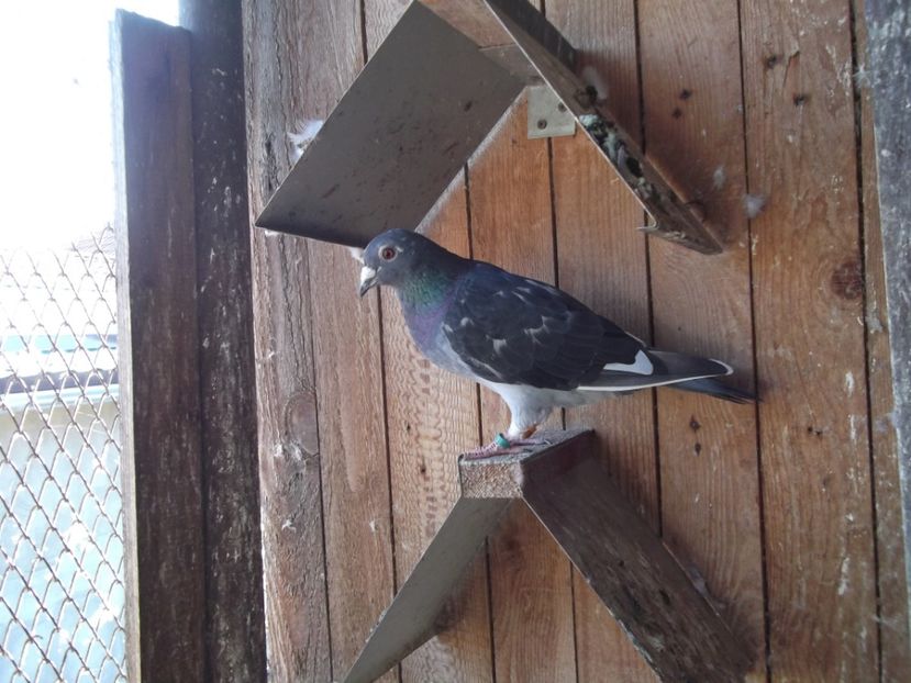 F 2014 Wanroy +Arden - Porumbei cu norme maratom 2018