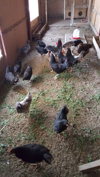  - Gaini Australorp