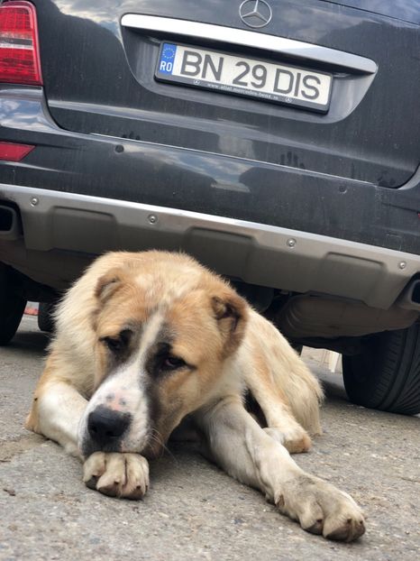 3D7EB113-1C8C-4015-9C6C-1574DB0E8F85 - 1 Căței Asia Centrală 2017-2018