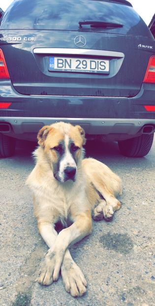 F0168E17-9F49-4E38-9F64-D58A40C38E16 - 1 Căței Asia Centrală 2017-2018