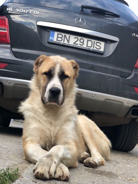 92E131AA-B5A1-47AF-B658-5351FD5C3744 - 1 Căței Asia Centrală 2017-2018