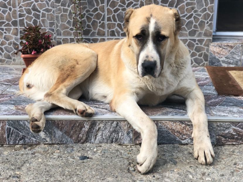 1CA6C084-6491-4ED7-A8C5-E933F833C7EF - 1 Căței Asia Centrală 2017-2018