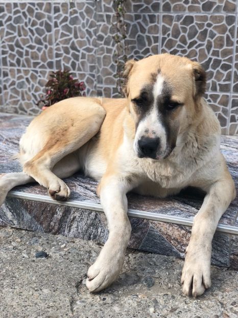 6E6F8516-CE85-4344-A4B2-74D7F5C321DD - 1 Căței Asia Centrală 2017-2018