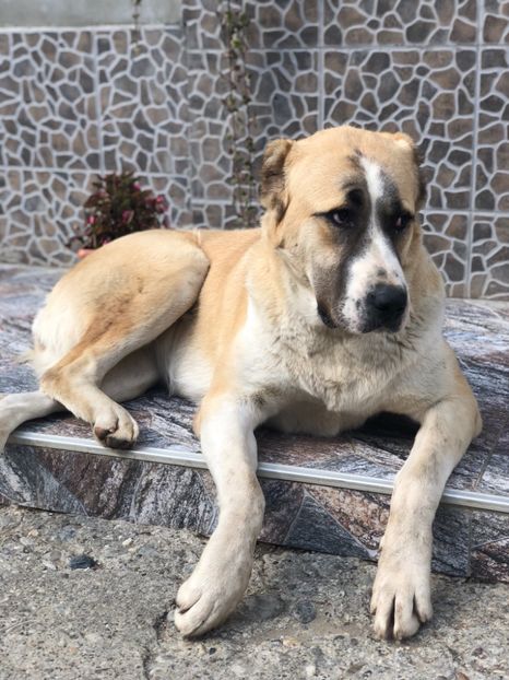 05DD6572-9348-4CD8-87EF-8EA275582936 - 1 Căței Asia Centrală 2017-2018