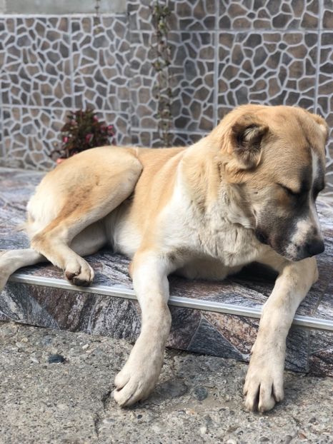 EEB14FC6-4029-42C9-B2CE-37CBD43888D0 - 1 Căței Asia Centrală 2017-2018