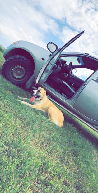 B08CC270-53B4-4801-B6D4-FA9BD3D24F04 - 1 Căței Asia Centrală 2017-2018