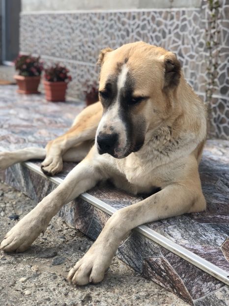 0B5D4E76-46C1-4CAE-931D-3B1E9A856B6C - 1 Căței Asia Centrală 2017-2018