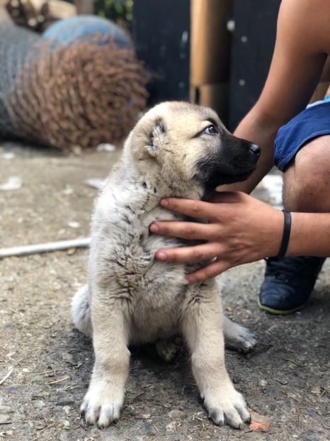 E080E320-41FE-4EC6-8795-A2090E6B247B - 1 Căței Kangal