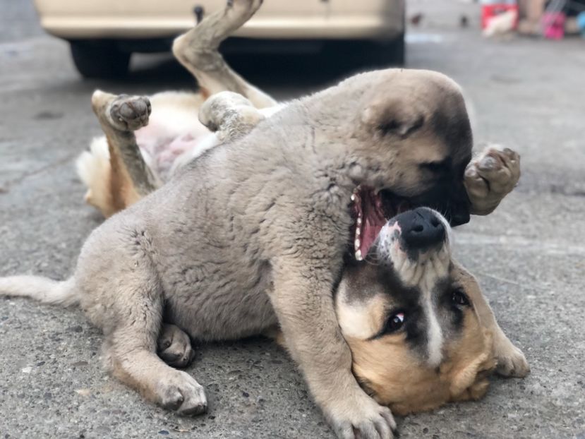 3B71421C-131B-4333-9932-E87115E65ED8 - 1 Căței Kangal