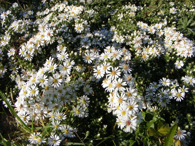  - Cand iti place asterul!