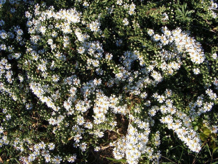  - Cand iti place asterul!