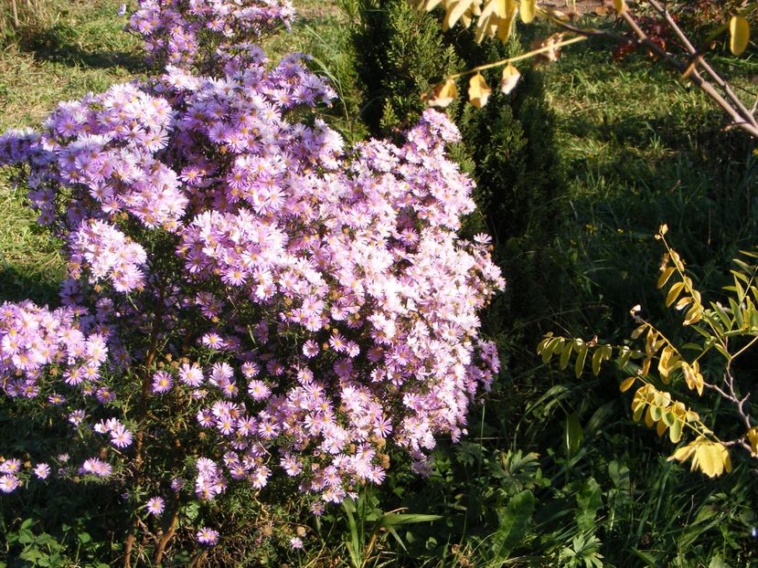  - Cand iti place asterul!