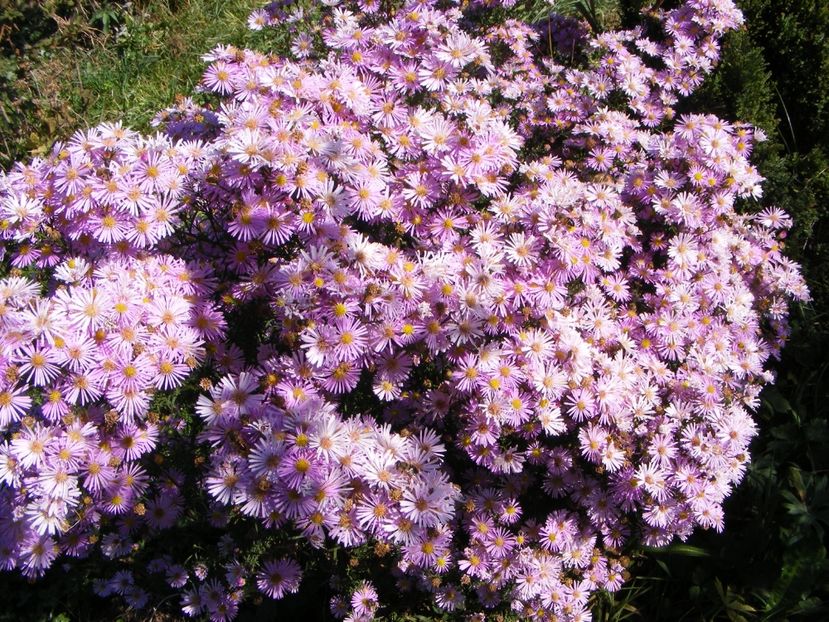  - Cand iti place asterul!