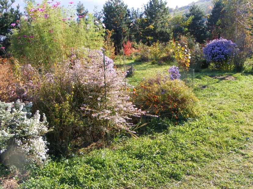  - Cand iti place asterul!