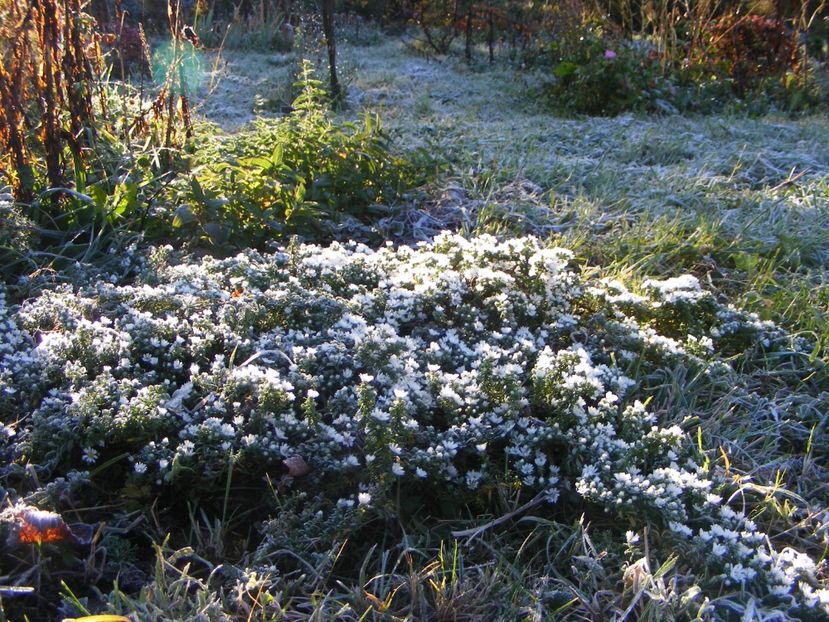  - Cand iti place asterul!