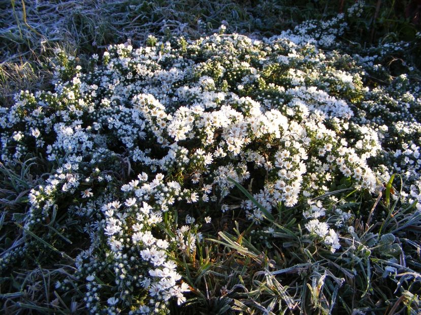  - Cand iti place asterul!