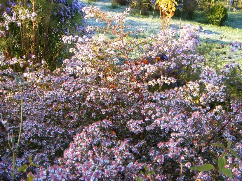  - Cand iti place asterul!