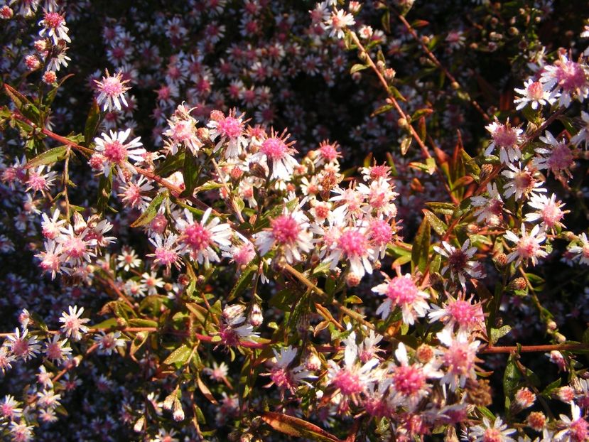  - Cand iti place asterul!