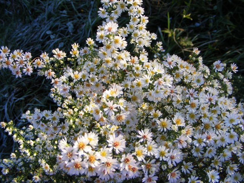  - Cand iti place asterul!