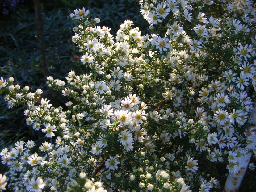  - Cand iti place asterul!