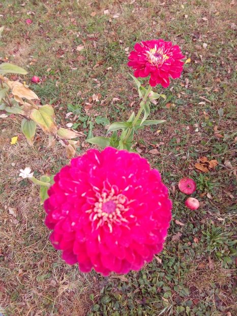  - AAAA__CARCIUMARESE 2015_2017_2018_2019