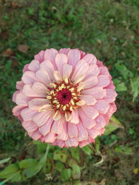  - AAAA__CARCIUMARESE 2015_2017_2018_2019