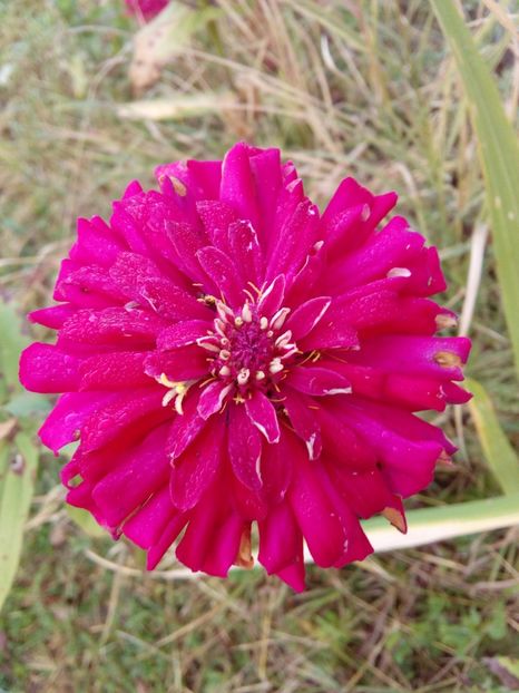  - AAAA__CARCIUMARESE 2015_2017_2018_2019