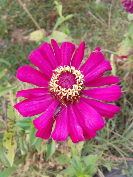  - AAAA__CARCIUMARESE 2015_2017_2018_2019