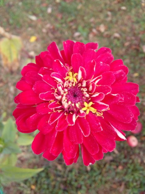  - AAAA__CARCIUMARESE 2015_2017_2018_2019