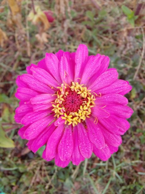  - AAAA__CARCIUMARESE 2015_2017_2018_2019