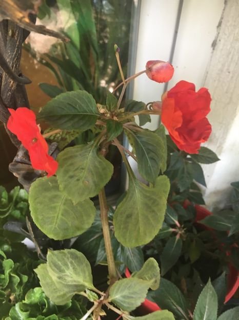 1B6474C8-AAF1-4B4B-849C-EF70E157B224 - Octombrie