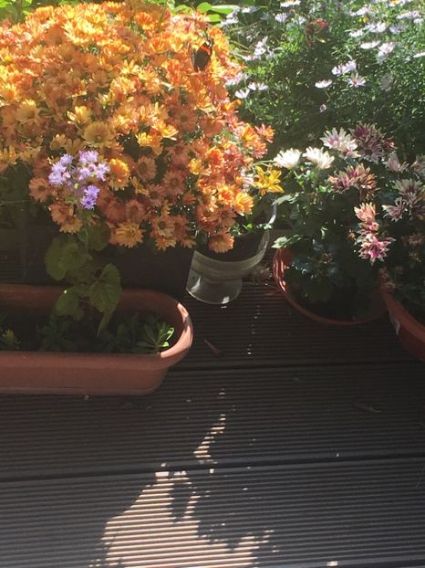 2322747F-39E5-417D-A37C-7355455B9522 - Octombrie